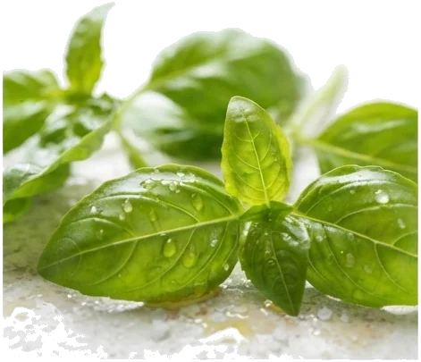 A técnica por trás do frescor: por que o pesto nunca deve ir ao fogo