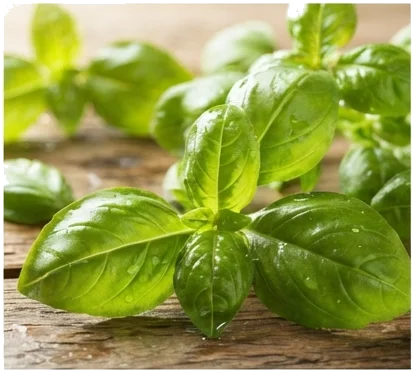 Manjericão: O Perfume Clássico do Tomate e do Pesto